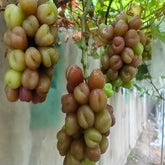 My Heart Grape(Cutting/Plant)